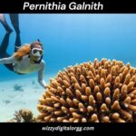 Pernithia Galnith