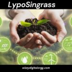 LypoSingrass