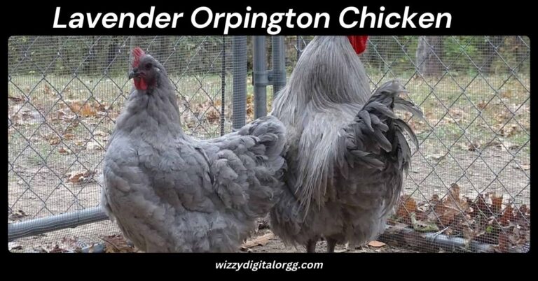 Lavender Orpington Chicken